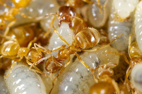 Yellow Meadow Ant