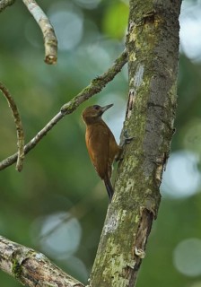 Smoky-brown woodpecker