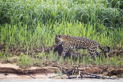 Adult south american jaguar