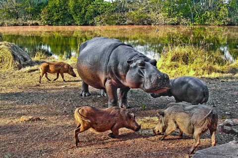 Hippo feeding with warthogs