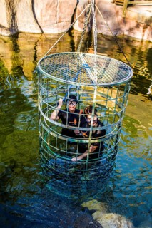 Diving with crocodiles in a steel cage