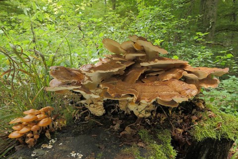 Giant porling