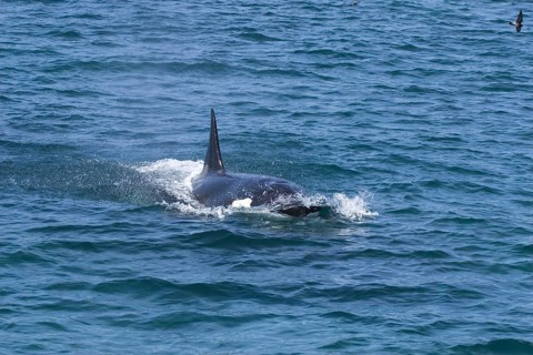 Killer Whale