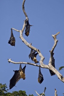 Indian Giant Flying Fox