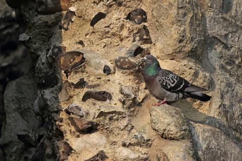 Feral Pigeon