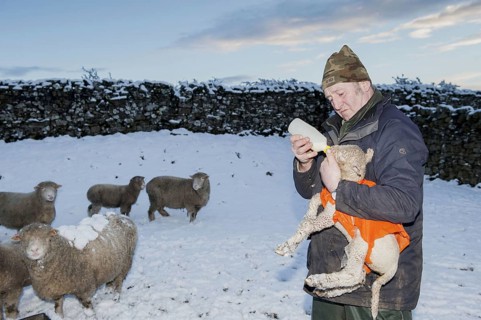 Sheep farming