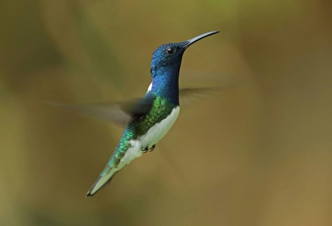 White-necked Jacobin