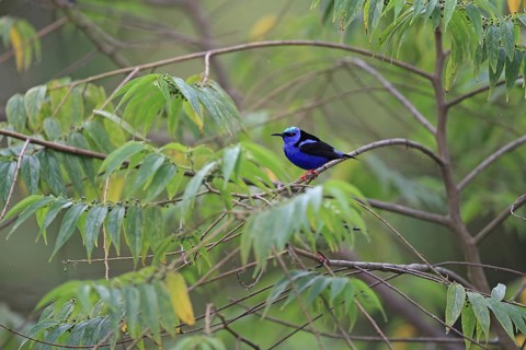 Turquoise Honeycreeper