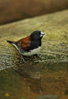 Bronze male