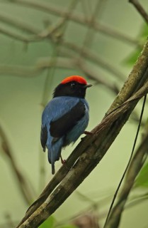 Blue manakin