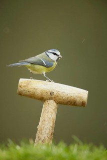 Blue tit