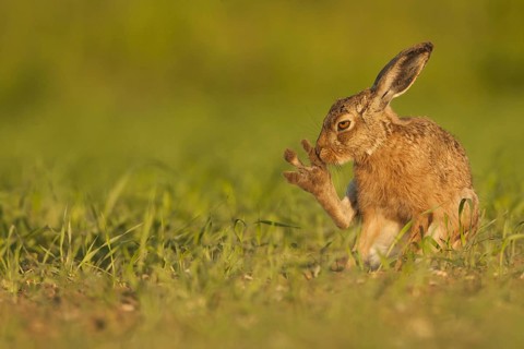 European Hare