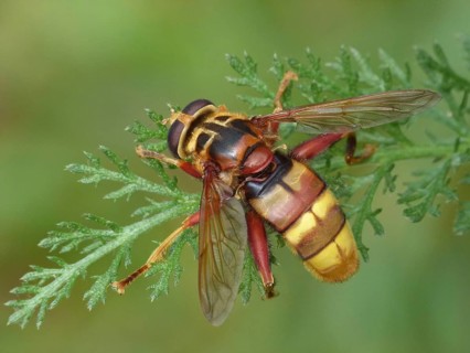 Hornet hoverfly