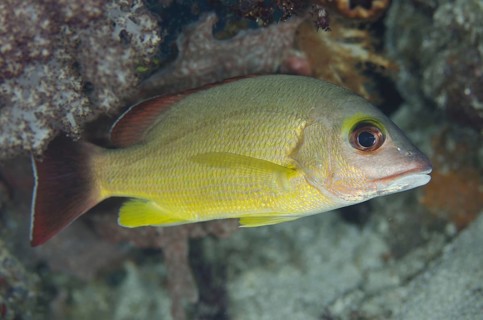 Blacktail snapper