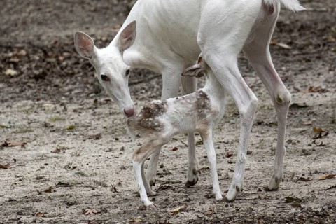 Leucistic White tailed Deer female with fawn