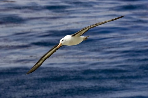 Black-browed Albatross