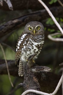 African barred owlet