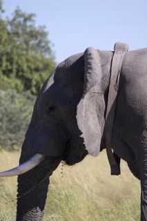 African elephant
