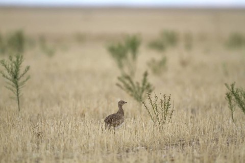 Adult little bustard