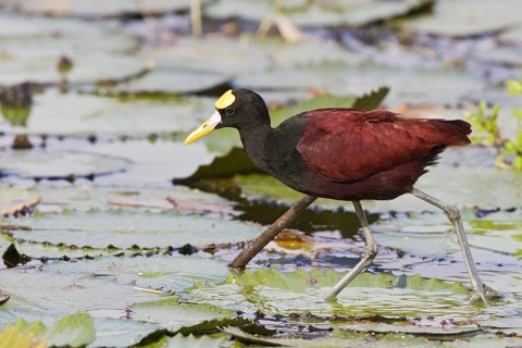 Northern Jacana