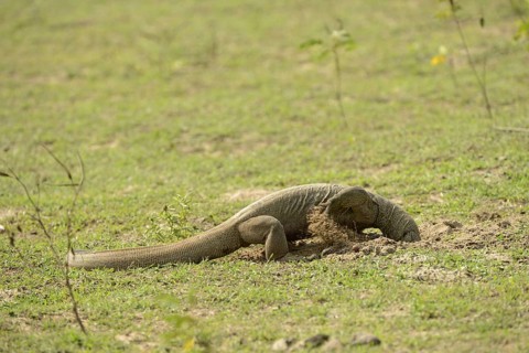 Adult bengal monitor