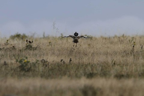Little Bustard