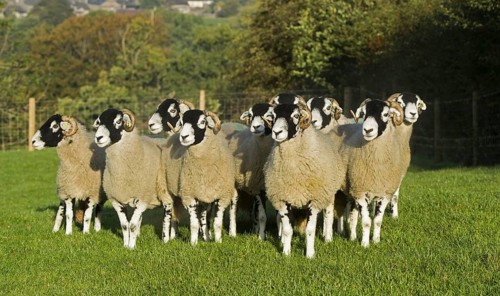 Swaledale