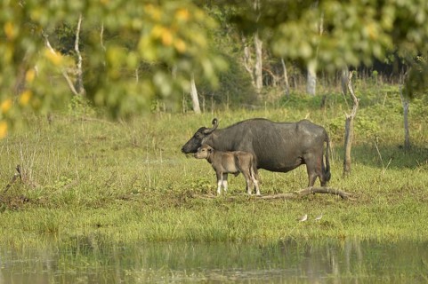 Wild water buffalo