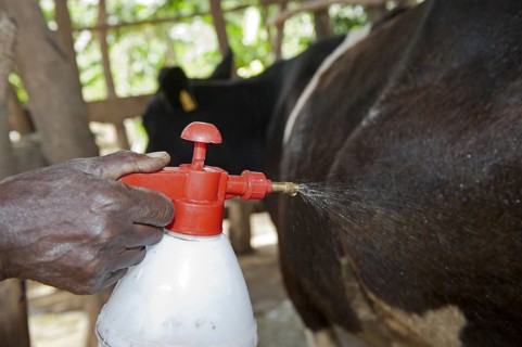 Farmer sprays dairy cow with homemade chilli insecticide to keep flies away