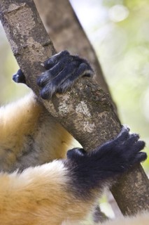 Diademed Sifaka's Hands and Feet