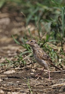 Grasshopper sparrow