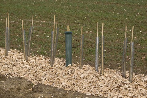 Newly planted seedling with protectors and wood chips