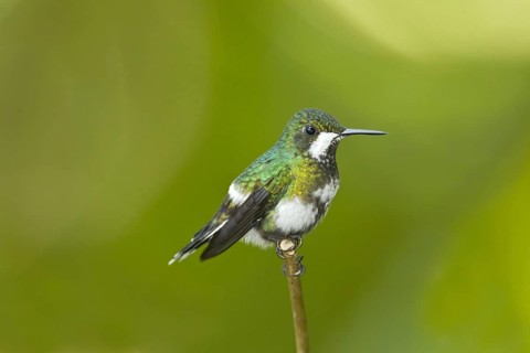Green Thorntail