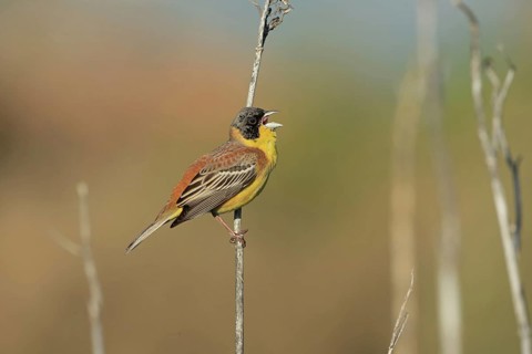Black-headed bunting
