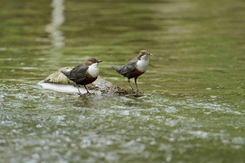 White-throated Dipper
