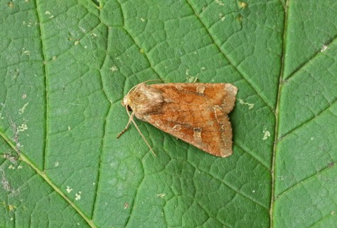 Splendid Brocade