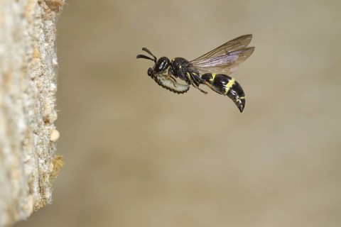 Willow mason-wasp