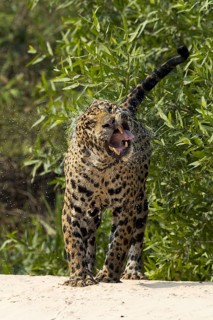 Parana jaguar
