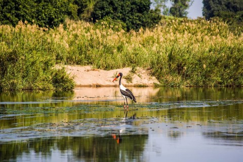 Saddle-billed stork