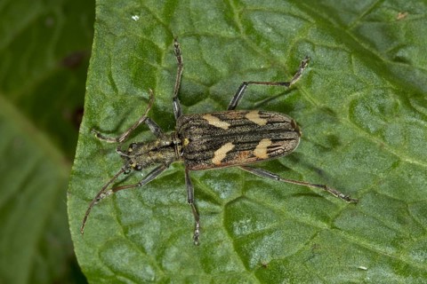 Yellow-banded pincer