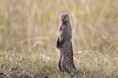 Banded mongoose