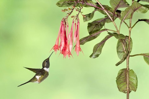 Purple-throated Woodstar