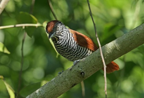 Chestnut-backed Antshrike