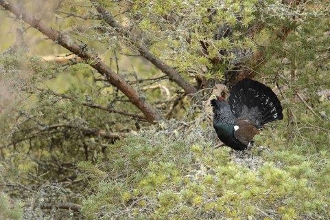 Western Capercaillie