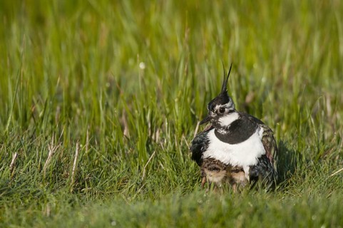 Northern Lapwing