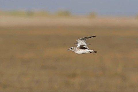 Grey Plover