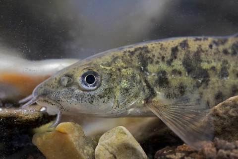 Common Barbel
