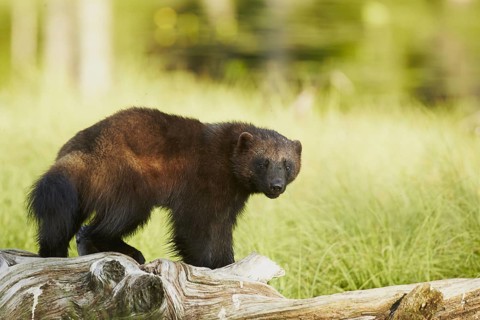 Wolverine