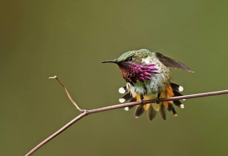 Wine-throated Hummingbird
