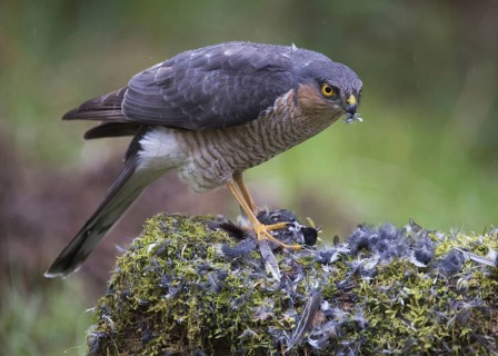 Eurasian Sparrowhawk